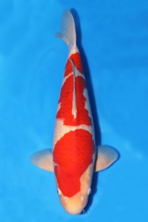 Kohaku - SK-755