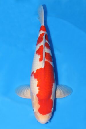 Kohaku - SK-756