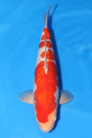 Gin Rin Kohaku - SK-757