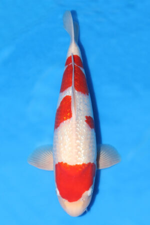 Gin Rin Kohaku - SK-759