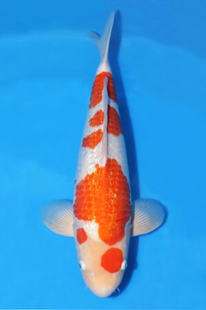 Gin Rin Kohaku - SK-760
