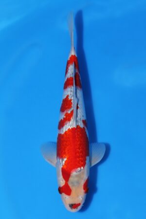 Gin Rin Goshiki - SK-651B