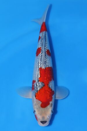 Gin Rin Goshiki - SK-651C