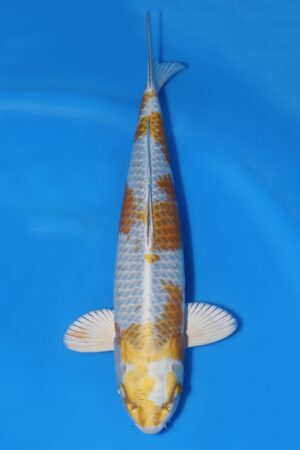Kirin - SK-708E