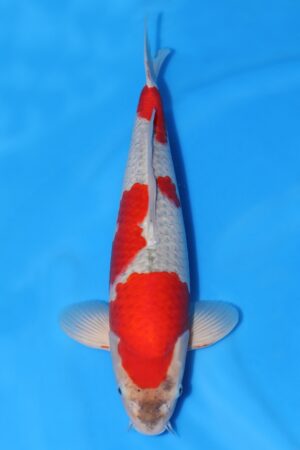 Goshiki - SK-672B