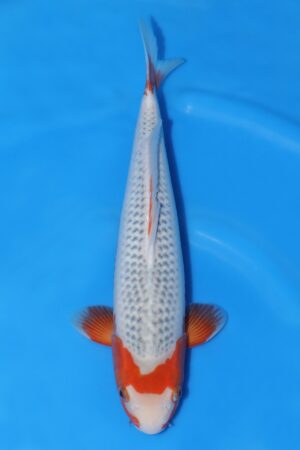 Asagi - SK-673C