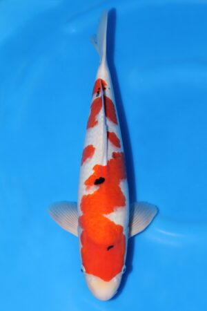 Sanke - SK-645A