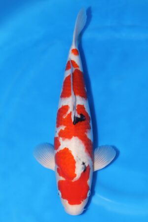 Sanke - SK-645B