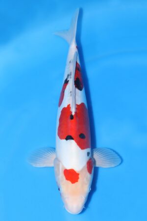 Doitsu Sanke - SK-733F