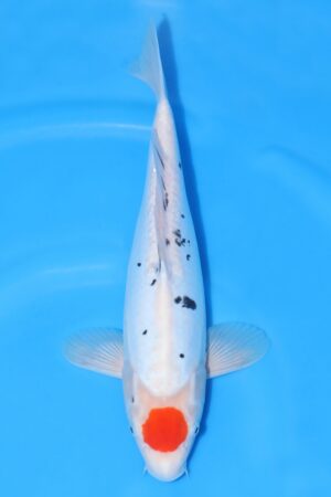 Doitsu Tancho Sanke - SK-733G