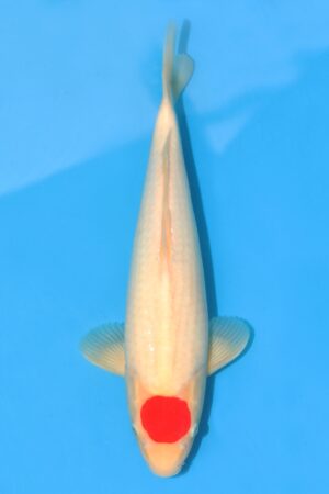 Tancho Kohaku - SK-MTO21