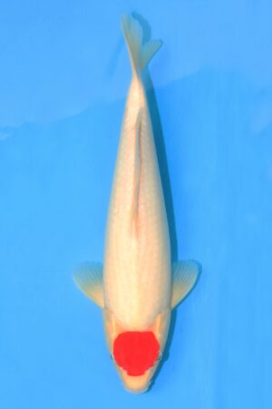 Tancho Kohaku - SK-MTO22