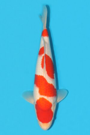 Kohaku - SK-MTO28