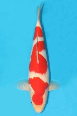 Kohaku - SK-MTO29
