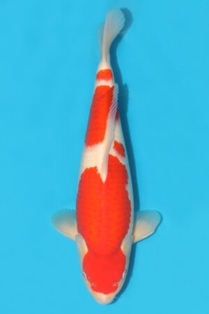 Kohaku - SK-MTO31