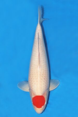 Tancho Kohaku - SK-SCO06