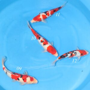 Momotaro Tosai - SK-MTO09 to 12