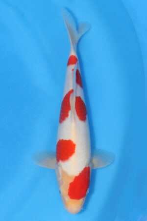 Kohaku - SK-HHK15