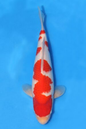 Kohaku - SK-HHK03