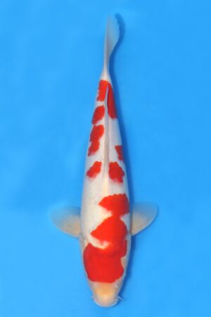 Kohaku - SK-HHK07