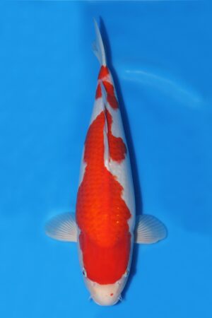 Kohaku - SK-725C