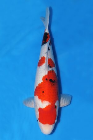 Sanke - SK-727A