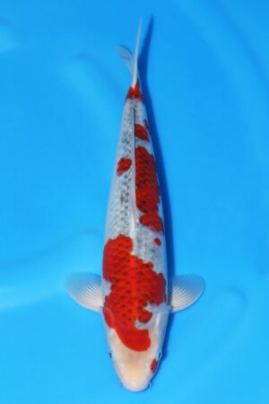 Budo Goromo - SK-614