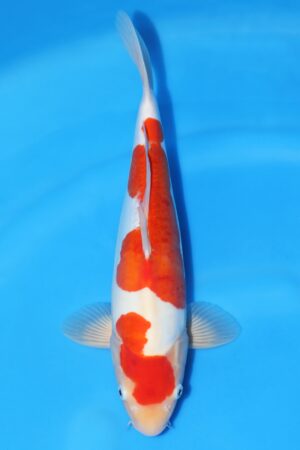 Doitsu Kohaku - SK-663A
