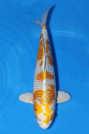 Kirin - SK-708C