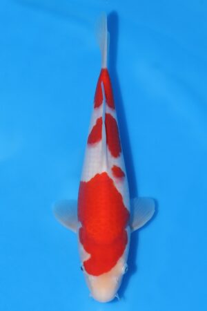 Kohaku - SK-HSH08
