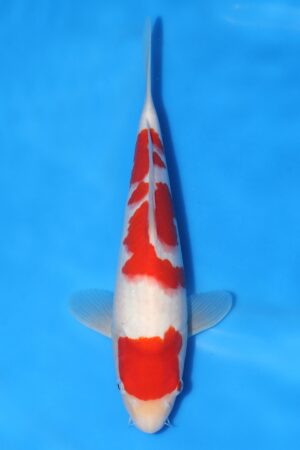 Kohaku - SK-HSH11