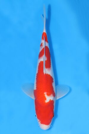 Kohaku - SK-HSH20
