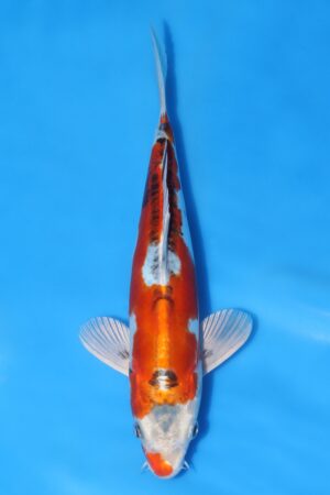 Beni Kikokuryu - SK-FZW03