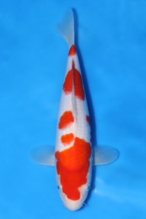 Kohaku - SK-MTS09