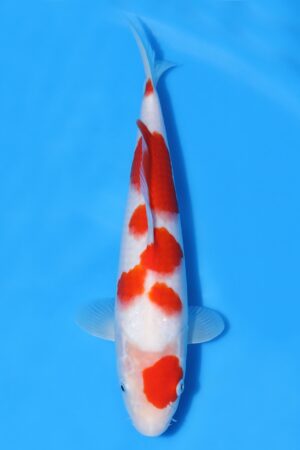 Kohaku - SK-MTS18