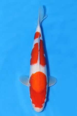 Kohaku - SK-MTS33
