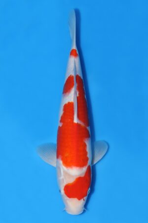 Kohaku - SK-MTS40